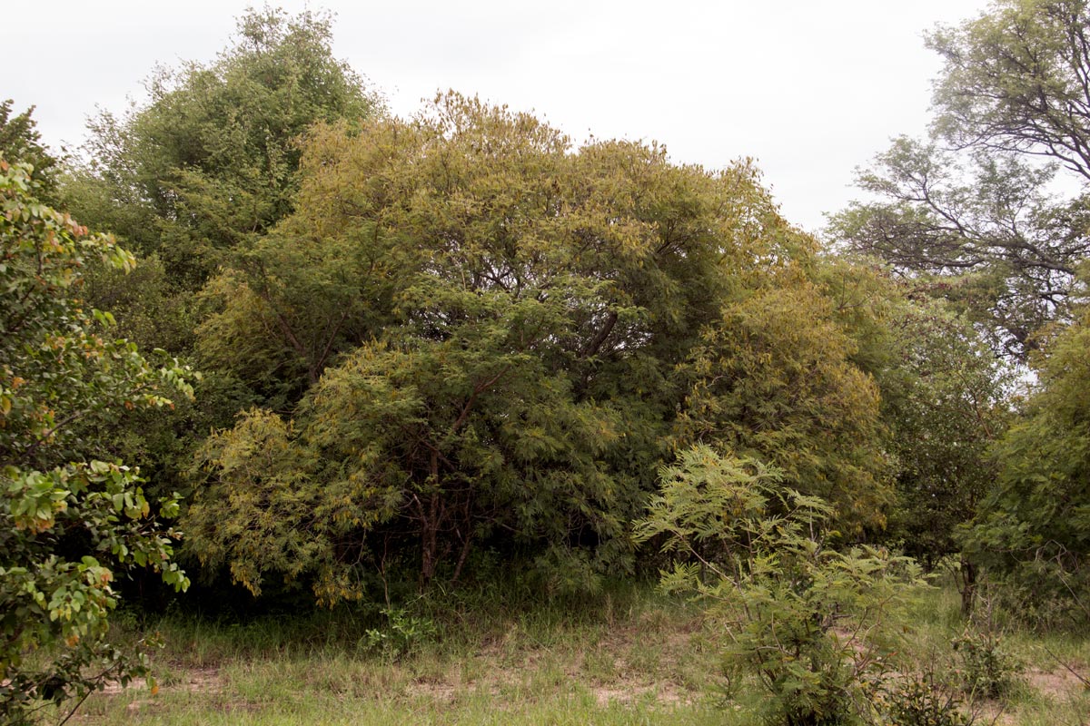Peltophorum africanum Peltophorum africanum