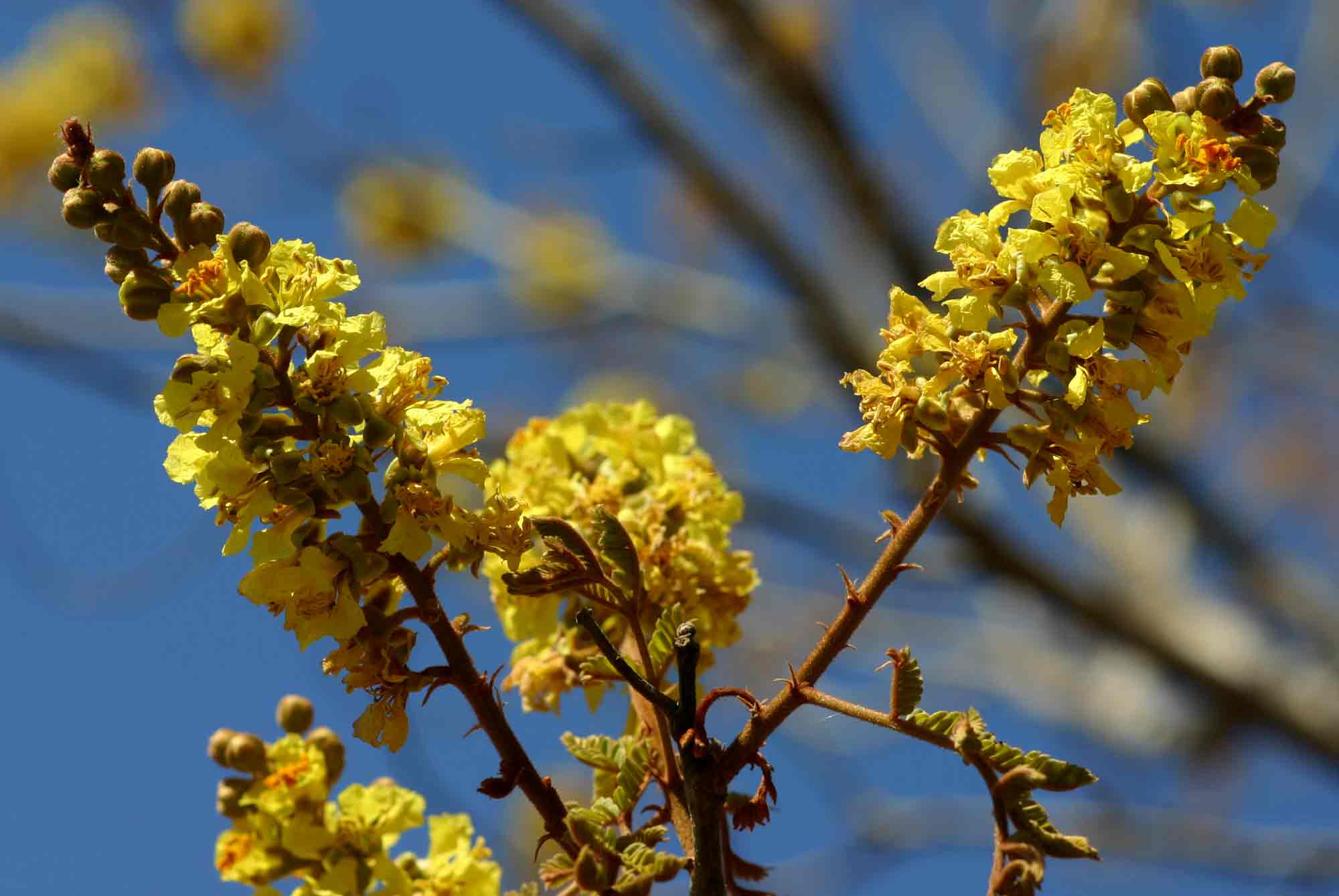 Peltophorum africanum