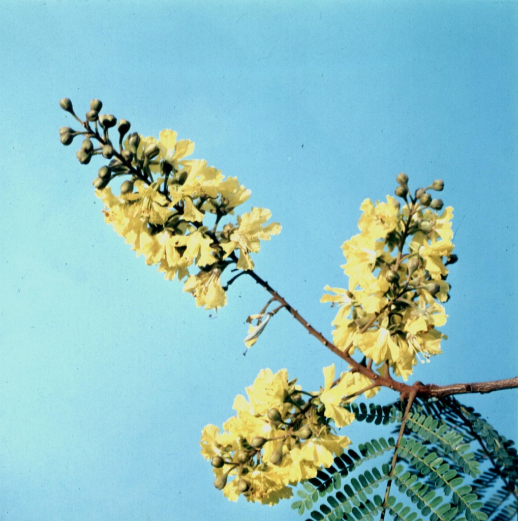 Peltophorum africanum Peltophorum africanum