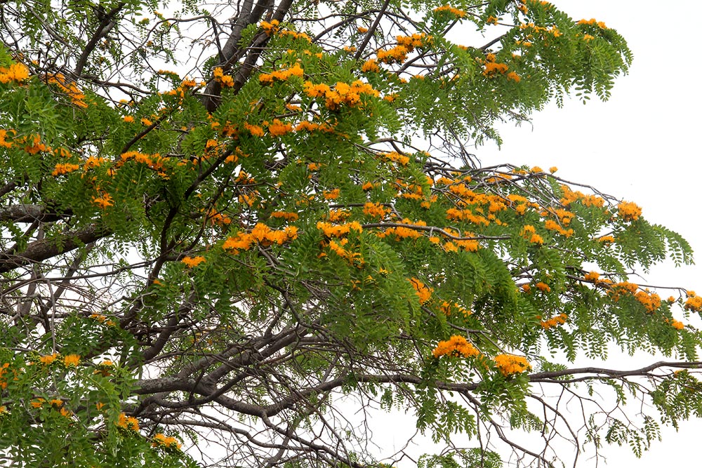 Cordyla africana Cordyla africana