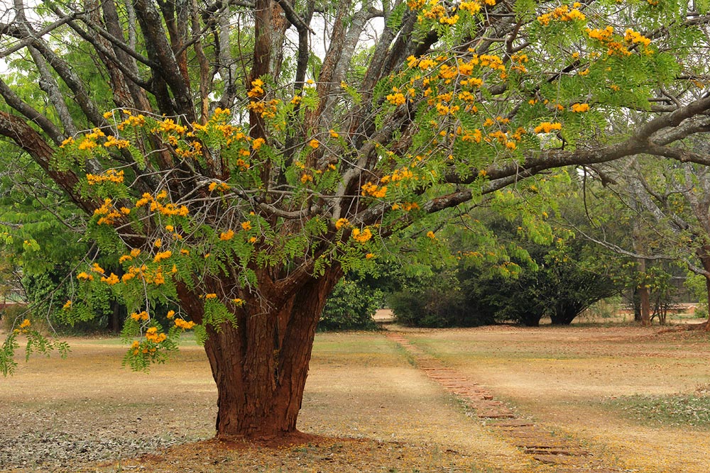 Cordyla africana