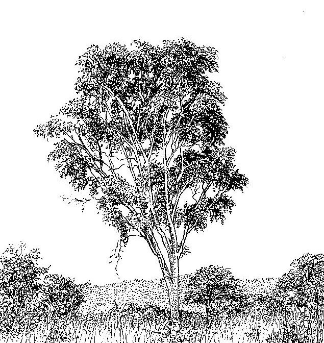 Pericopsis angolensis Pericopsis angolensis