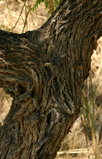 Bolusanthus speciosus Bolusanthus speciosus