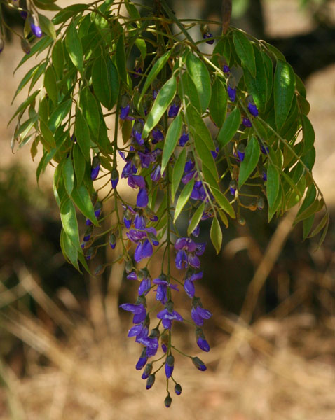 Bolusanthus speciosus