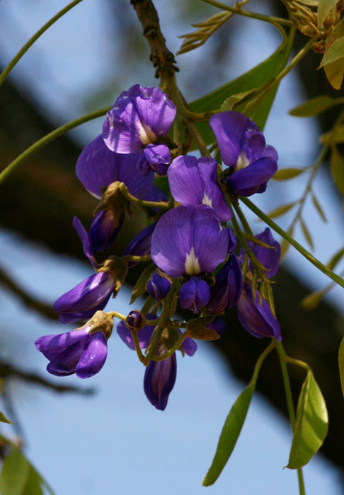 Bolusanthus speciosus Bolusanthus speciosus