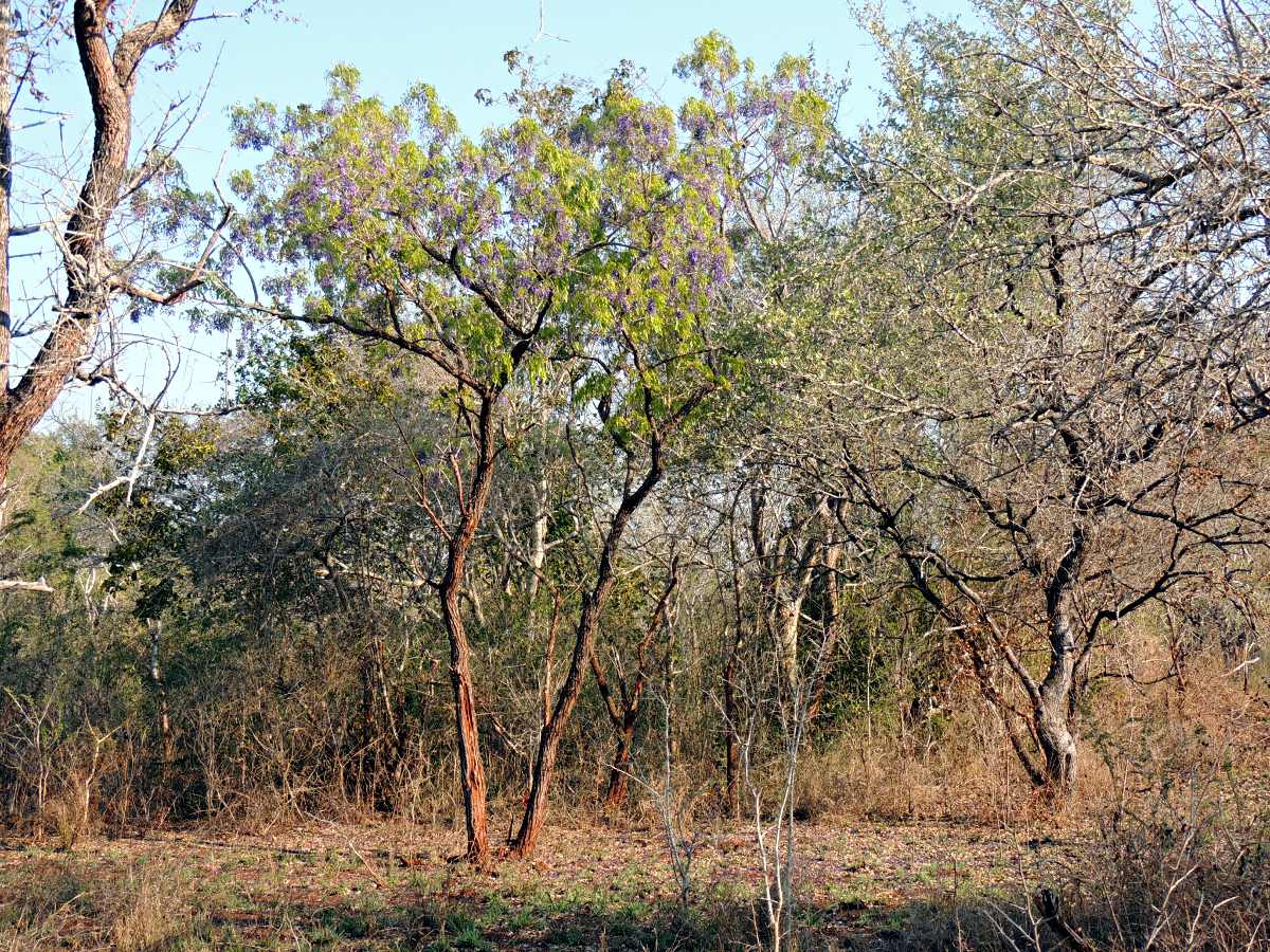 Bolusanthus speciosus