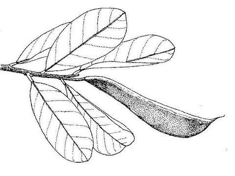 Baphia massaiensis subsp. obovata var. obovata