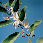 Baphia massaiensis subsp. obovata var. obovata