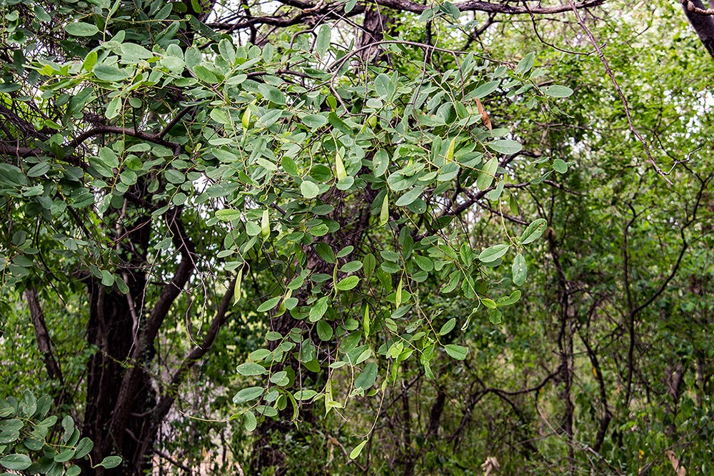 Baphia massaiensis subsp. obovata var. obovata