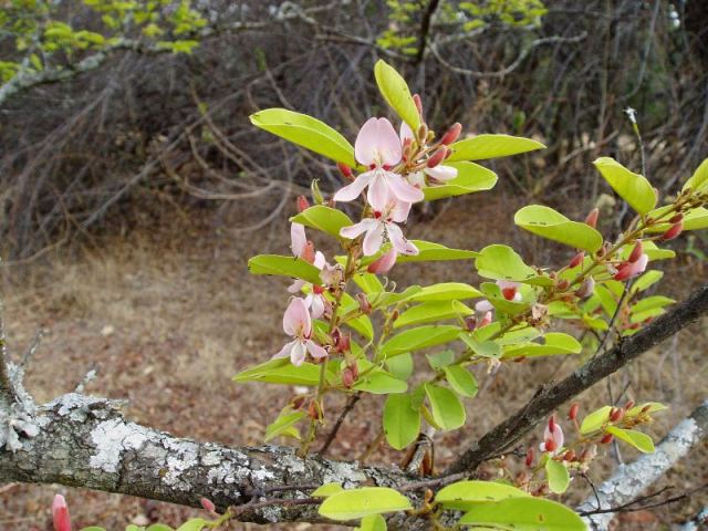 Baphia massaiensis subsp. obovata var. obovata
