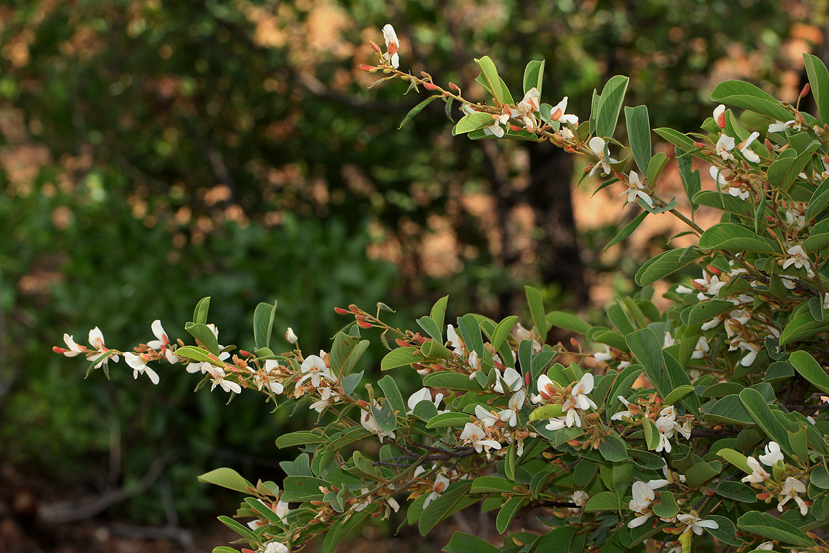 Baphia massaiensis subsp. obovata var. obovata