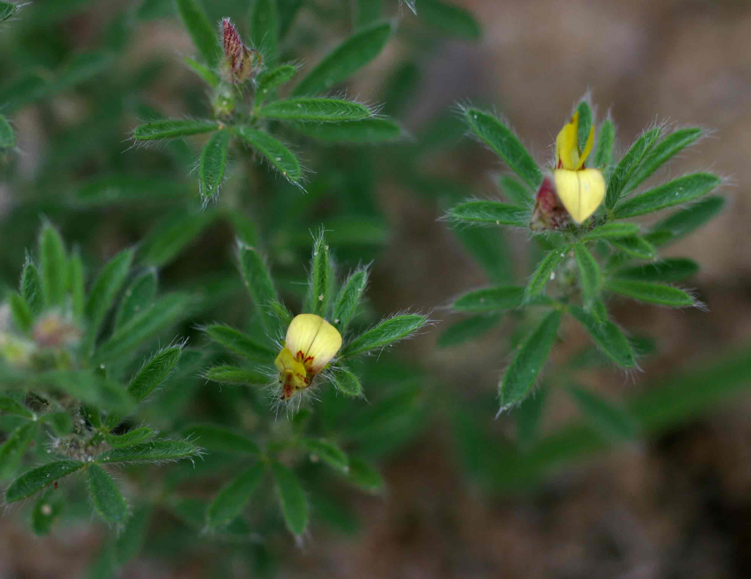 Crotalaria alexandri