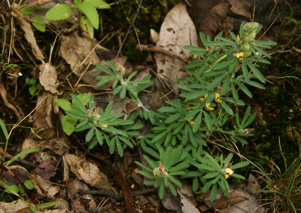 Crotalaria alexandri