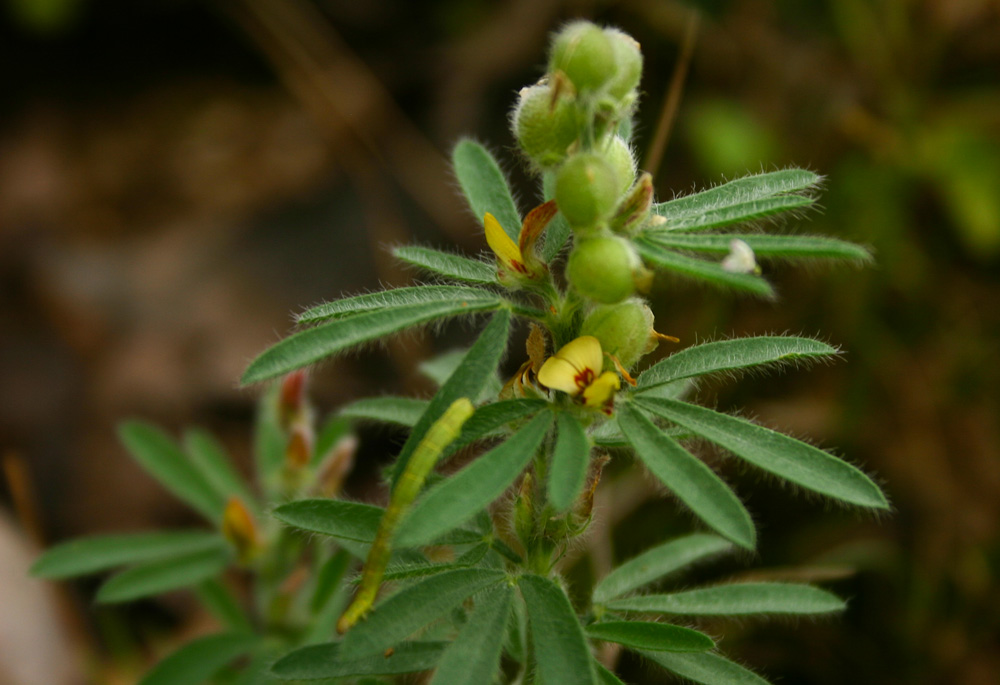 Crotalaria alexandri