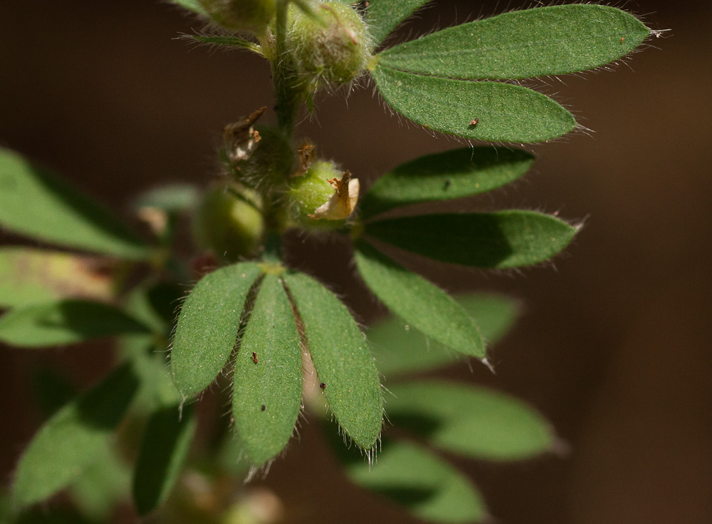 Crotalaria alexandri Crotalaria alexandri