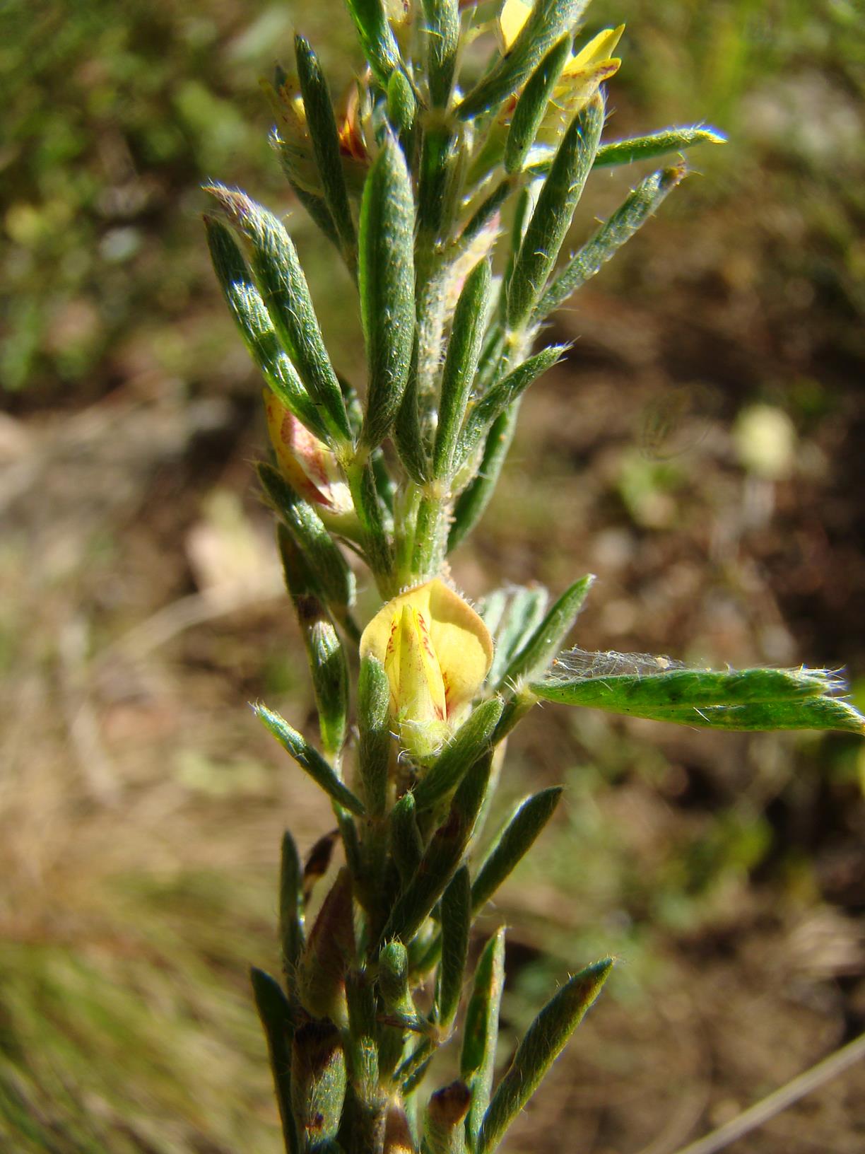 Crotalaria alexandri
