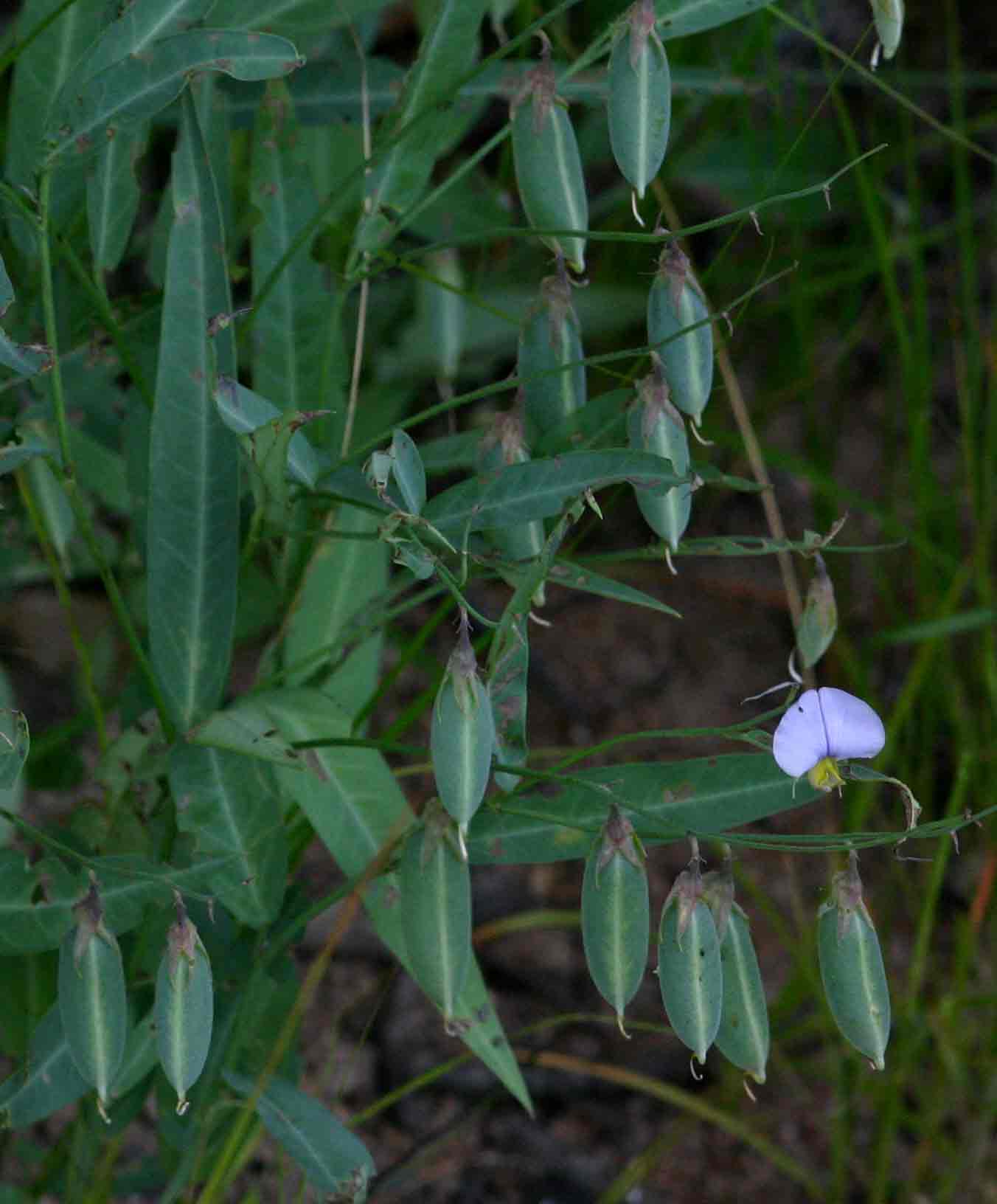Crotalaria anisophylla
