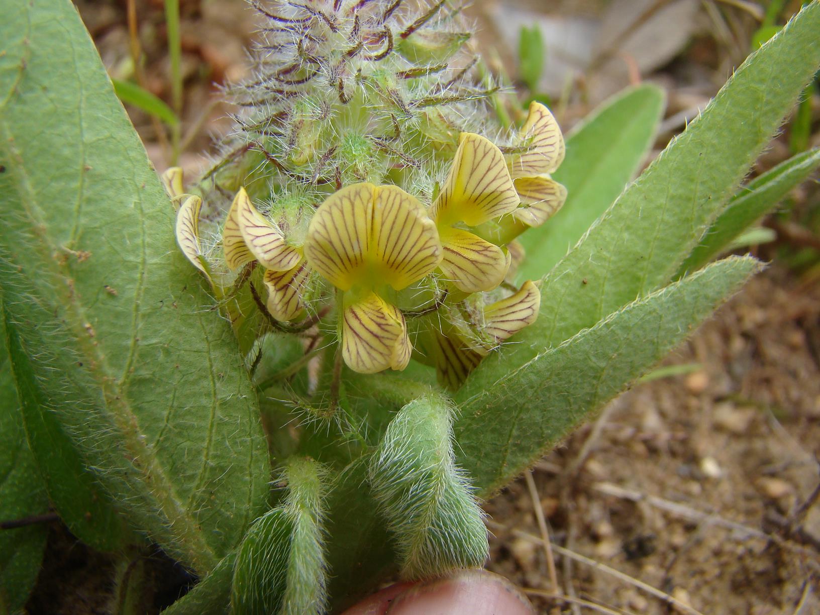 Crotalaria anthyllopsis