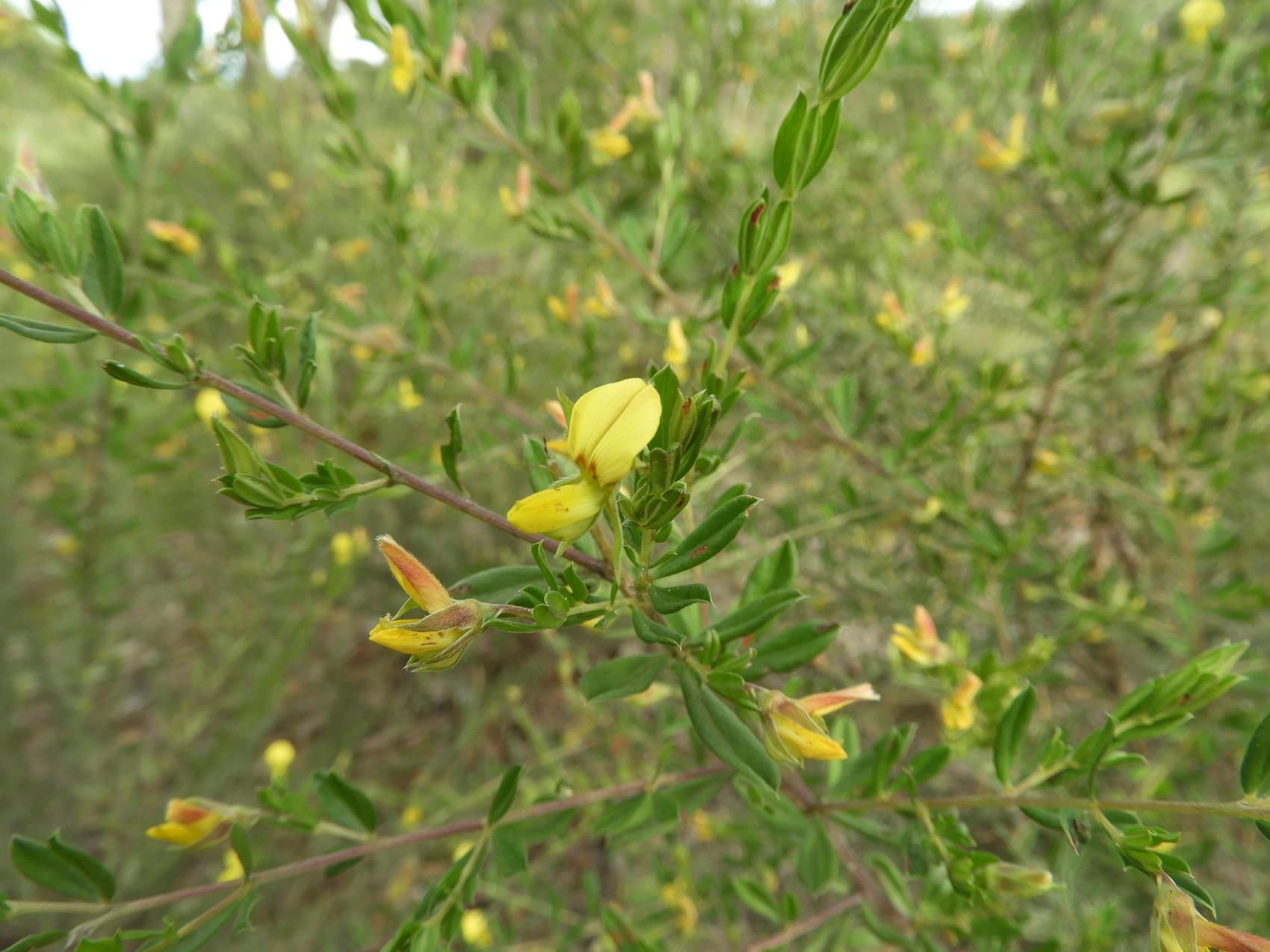 Crotalaria caudata
