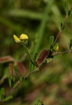 Crotalaria caudata