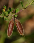Crotalaria caudata