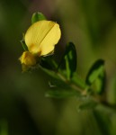 Crotalaria caudata