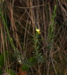 Crotalaria caudata