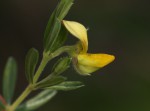 Crotalaria caudata