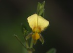 Crotalaria caudata