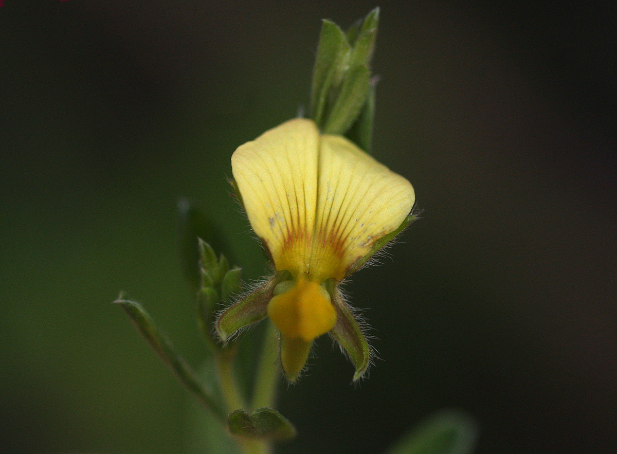 Crotalaria caudata