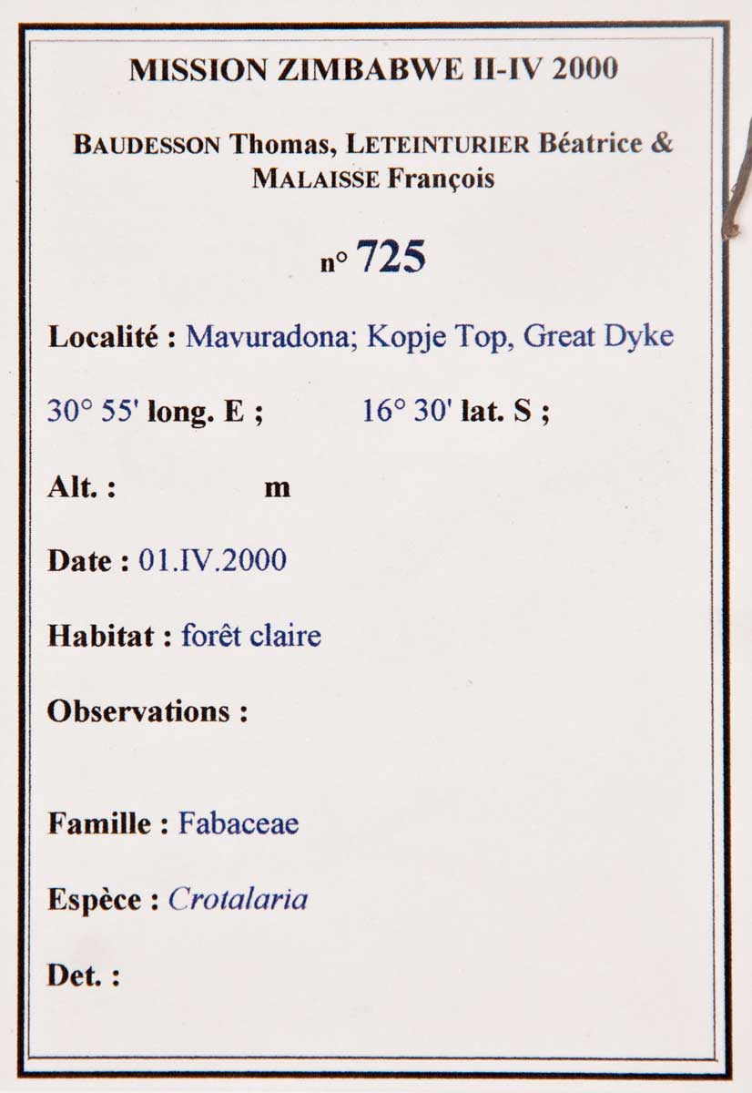 Crotalaria cephalotes