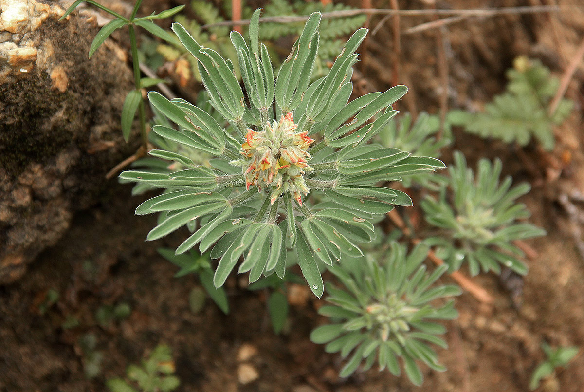 Crotalaria cephalotes