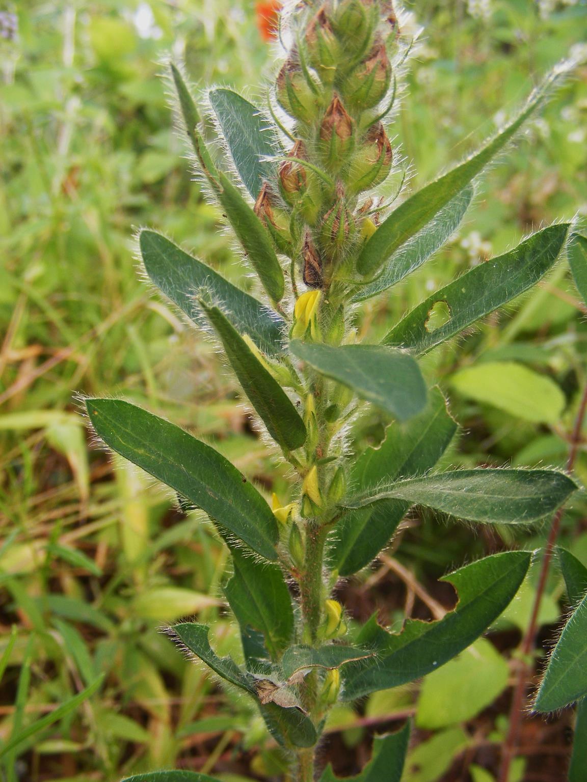 Crotalaria cylindrostachys