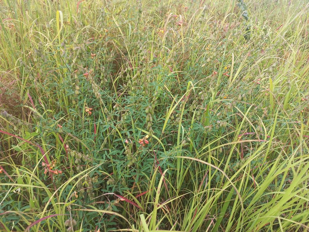 Crotalaria distans subsp. macrotropis
