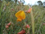 Crotalaria distans subsp. macrotropis