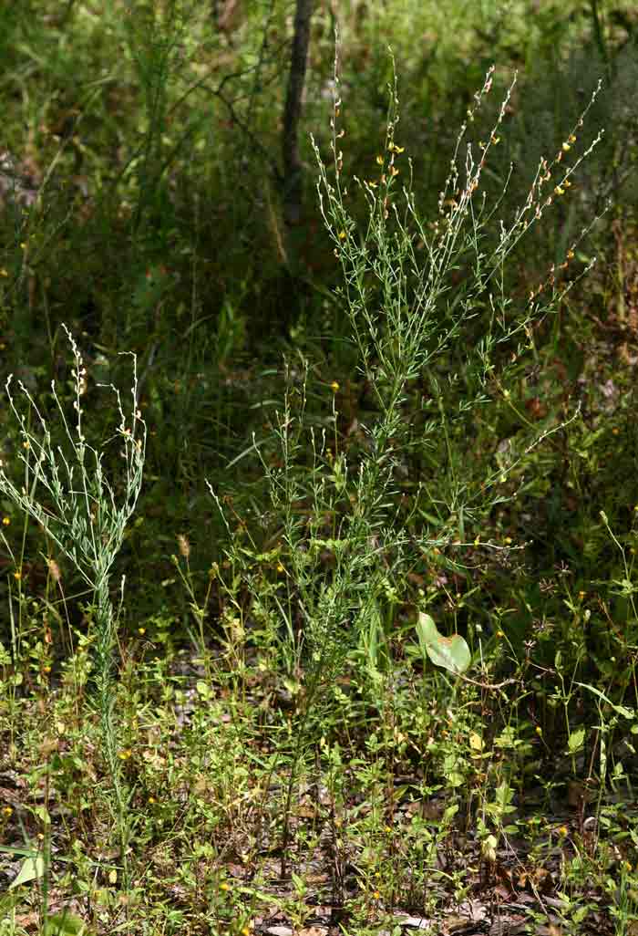 Crotalaria filicaulis var. filicaulis