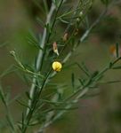 Crotalaria filicaulis var. filicaulis