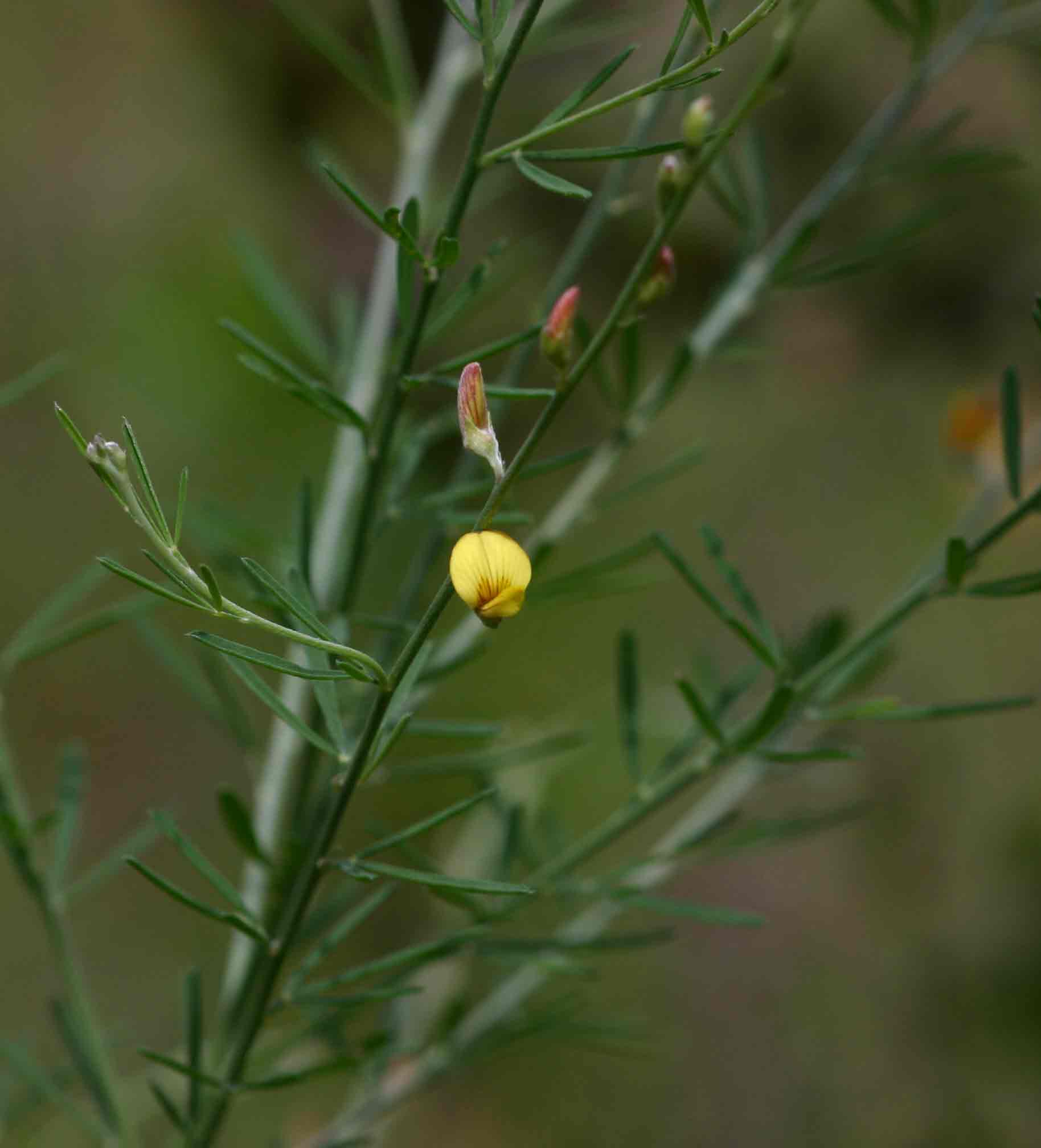 Crotalaria filicaulis var. filicaulis
