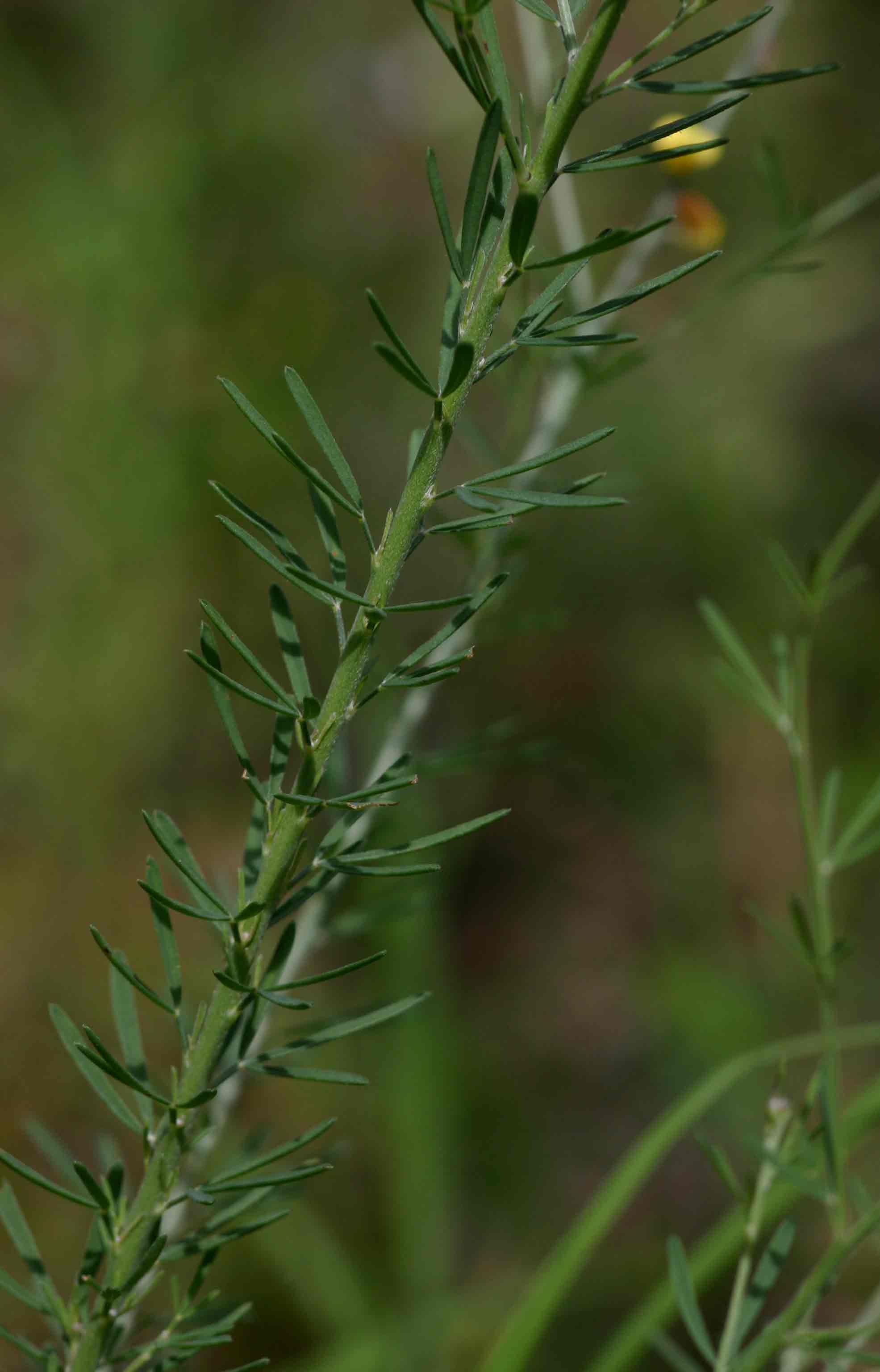 Crotalaria filicaulis var. filicaulis Crotalaria filicaulis var. filicaulis