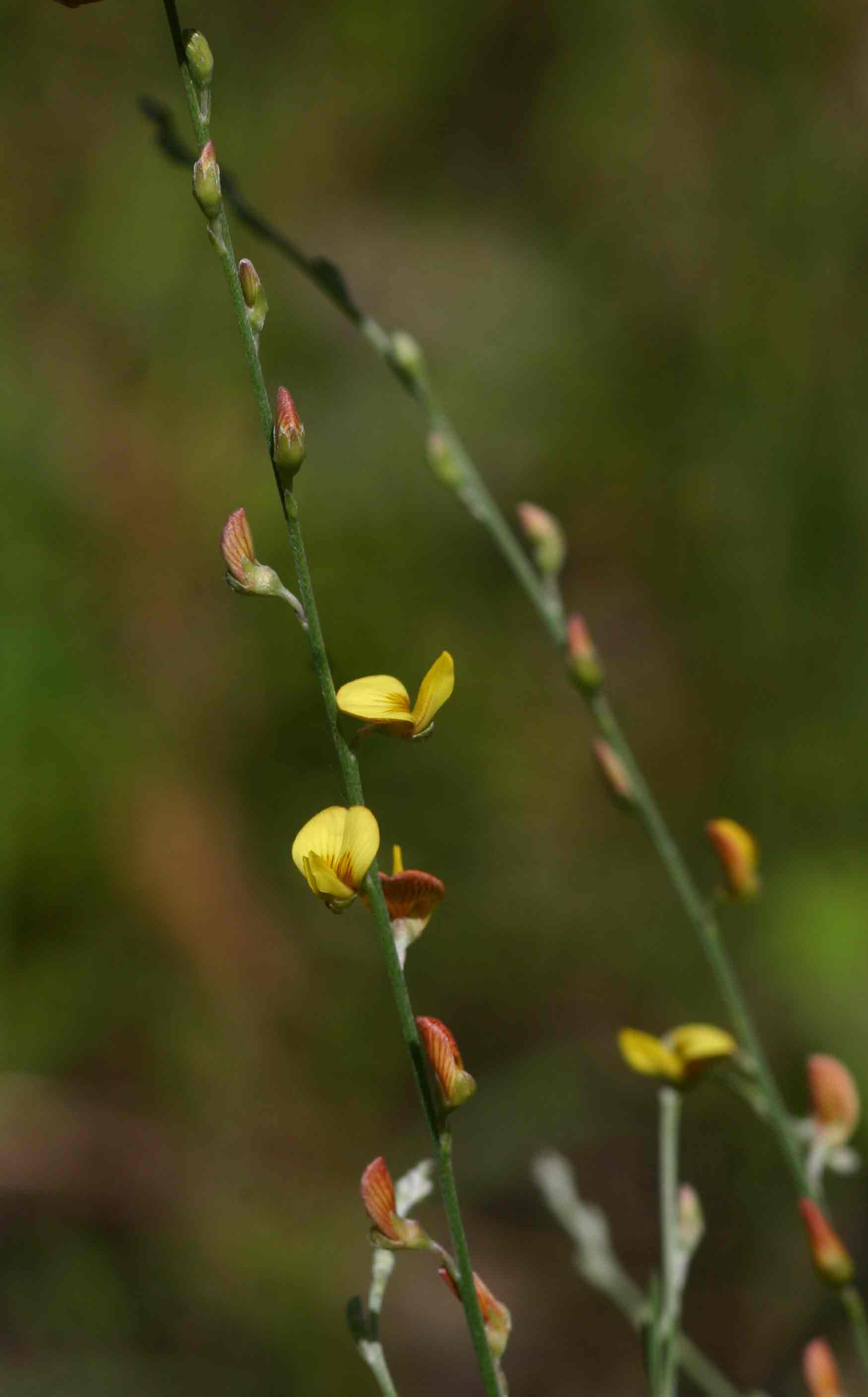 Crotalaria filicaulis var. filicaulis