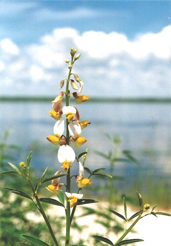 Crotalaria flavicarinata Crotalaria flavicarinata