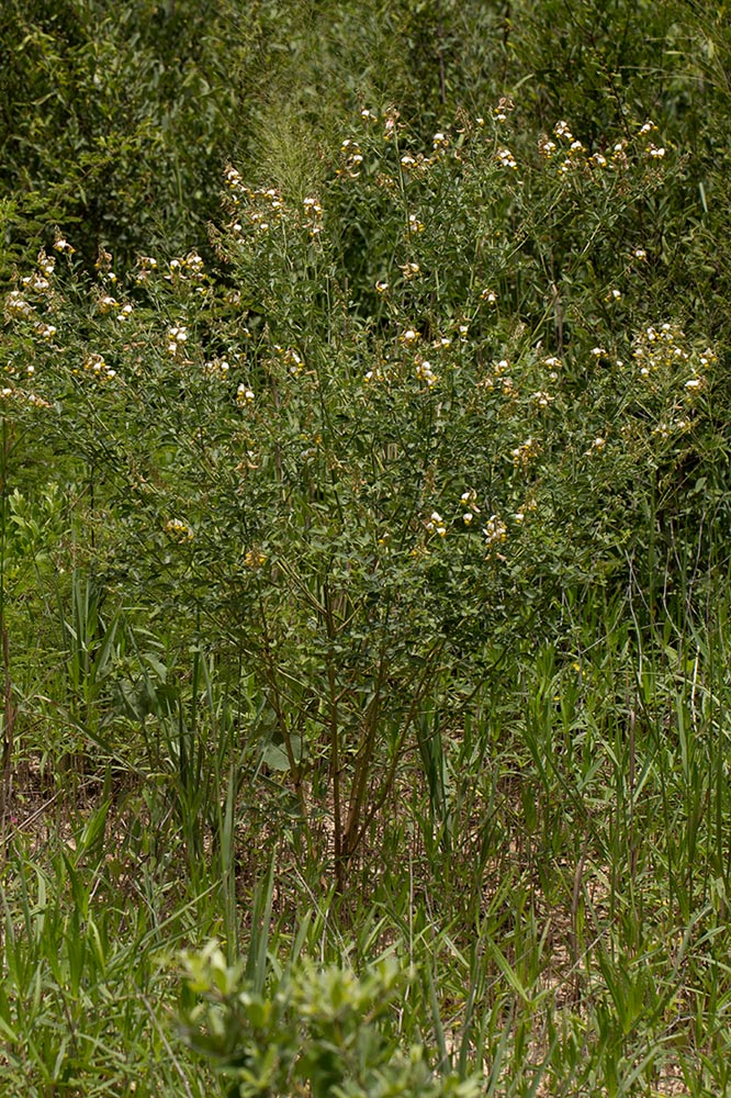 Crotalaria flavicarinata