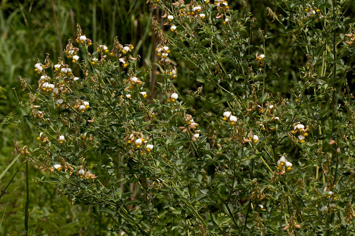 Crotalaria flavicarinata Crotalaria flavicarinata