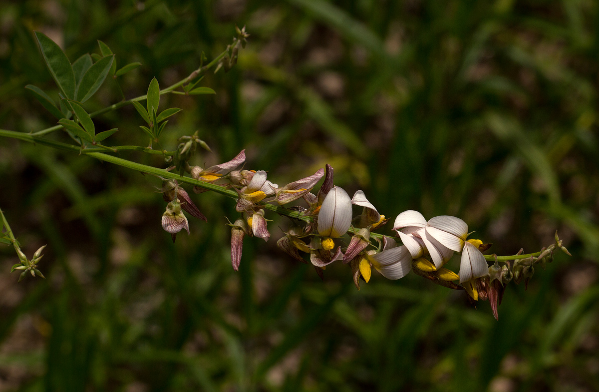 Crotalaria flavicarinata Crotalaria flavicarinata