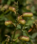 Crotalaria flavicarinata