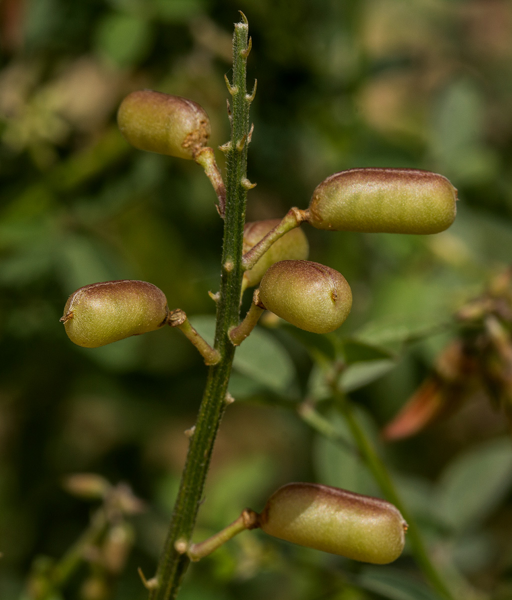 Crotalaria flavicarinata Crotalaria flavicarinata