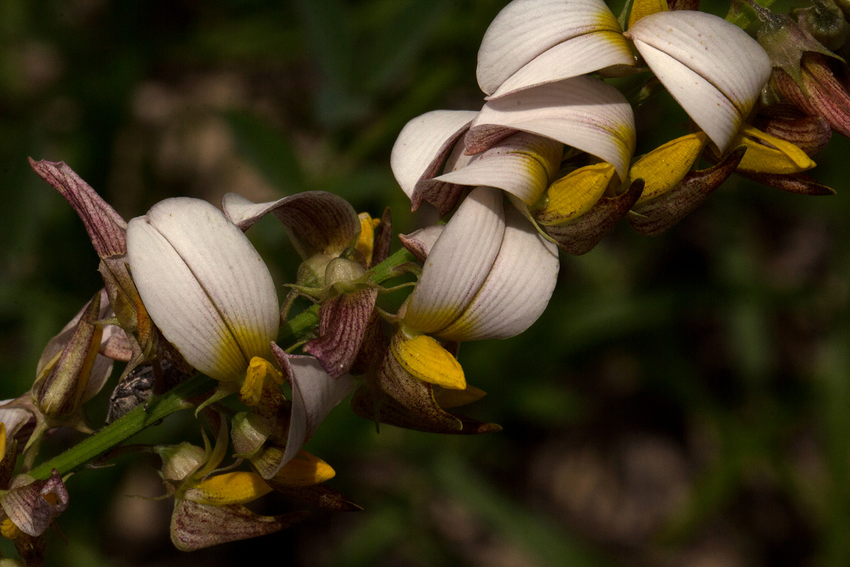 Crotalaria flavicarinata Crotalaria flavicarinata