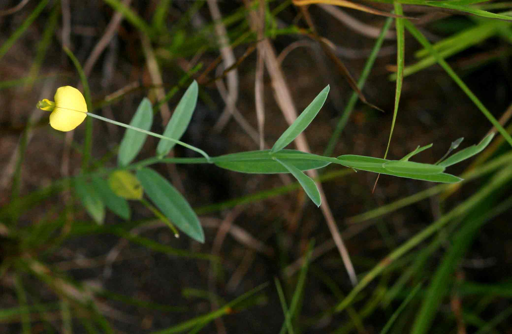 Crotalaria glauca