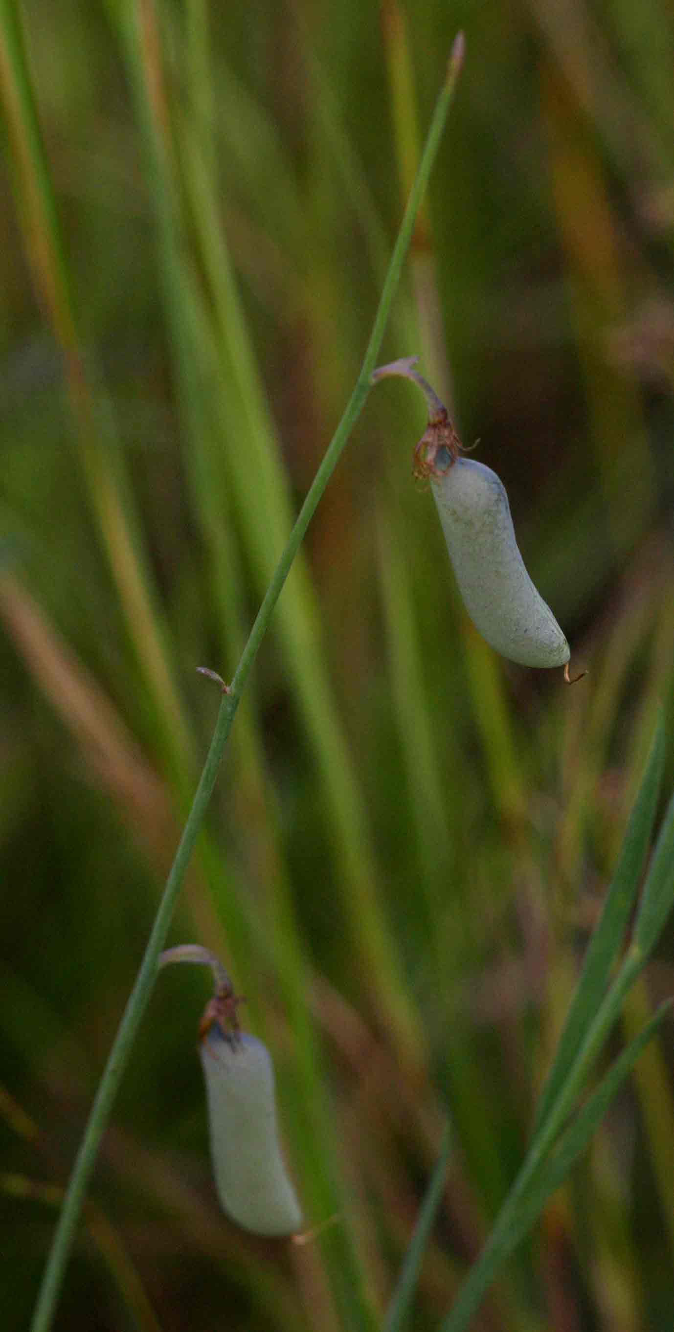 Crotalaria glauca Crotalaria glauca