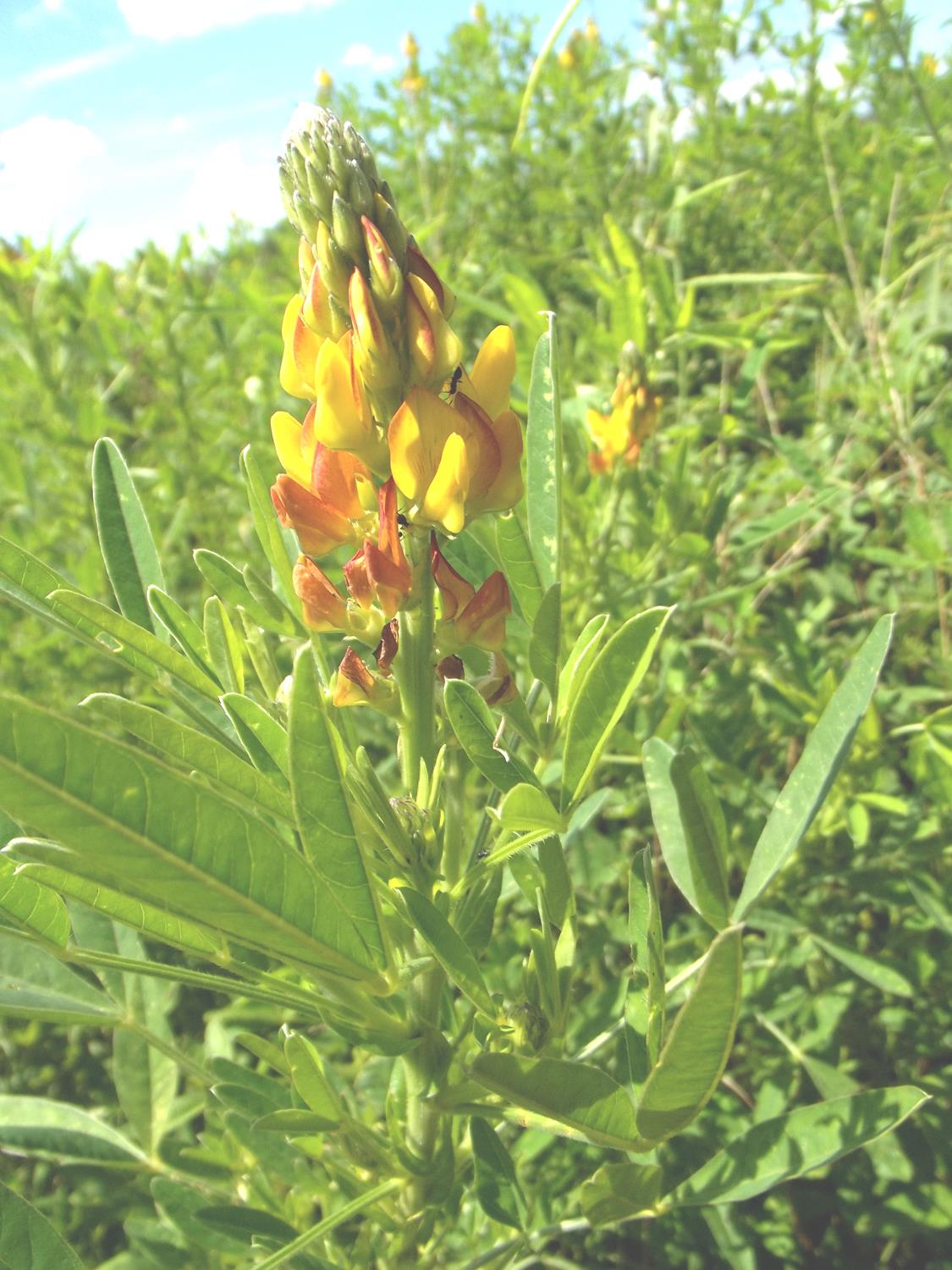 Crotalaria goreensis
